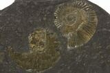 Dactylioceras Ammonite Cluster - Posidonia Shale, Germany #100249-2